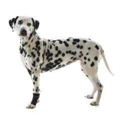 Kruuse Rehab Polsbeschermer -Hondenbenodigdheden Winkel 4f7386f47ff377feb0c60b7ead00b757f50135cf17c7988fe6d9570d42698dc2 3