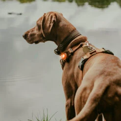 Orbiloc LED Veiligheidslamp 41 Orbiloc LED Veiligheidslamp -Hondenbenodigdheden Winkel N4eoyBsJHWcNYAXkovop129xGNq5ym metaT3JiaWxvY19Eb2dfRHVhbF9BbGxfQW1iZXJfMDMuanBn