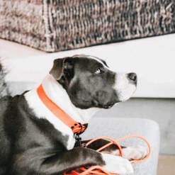 Kentucky Dogwear Sleeplijn Soft Rubber -Hondenbenodigdheden Winkel Z7hJO4U8M4yO4VCMyrYAsUNetjfxHP metaS2VudHVja3ktRG9nd2Vhci1TbGVlcGxpam4tU29mdC1SdWJiZXItb3JhbmdlLXNmZWVyLTMucG5n