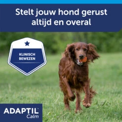 Adaptil Halsband -Hondenbenodigdheden Winkel ZlmrunwOO24idNwMXR53mReHPodTCe metaQWRhcHRpbC1jYWxtLWNvbGxhci1DYXJvdXNzZWwtNy5qcGc