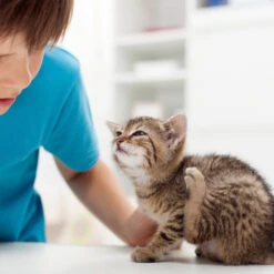 Beaphar Fiprotec Spray -Hondenbenodigdheden Winkel beaphar fiprotec spray 213596 2000 none