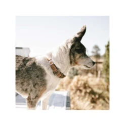 Carhartt Journeyman Collar -Hondenbenodigdheden Winkel carhartt journeyman collar 187309 1000 none