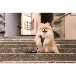 Curli Adjustable Leash Nylon -Hondenbenodigdheden Winkel curli adjustable leash nylon 219396 2000 none