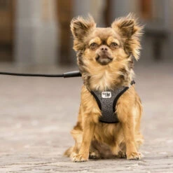 Curli Vest Harness Merino -Hondenbenodigdheden Winkel curli vest harness merino black 175270 2000 none