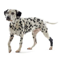 Kruuse Rehab Hakbeschermer -Hondenbenodigdheden Winkel db71eec5e8ba1bad92943ea0e2726d05a6932cce474e33a26dd76e163f0568ca 3