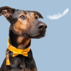 DWAM Bibi Halsband -Hondenbenodigdheden Winkel dwam bibi halsband 186283 1000 none