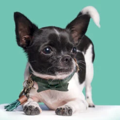 DWAM Halsband Bowie -Hondenbenodigdheden Winkel dwam bowie halsband 186562 1000 none