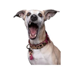 DWAM Halsband Lou Lou -Hondenbenodigdheden Winkel dwam halsband lou lou 182182 1000 none