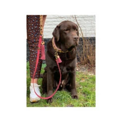 DWAM Halsband Lou Lou -Hondenbenodigdheden Winkel dwam halsband lou lou 182185 1000 none