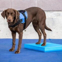 FitPAWS Balance Pad 9 FitPAWS Balance Pad -Hondenbenodigdheden Winkel fitpaws balance pad 176128 0500 none