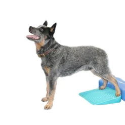 FitPAWS Balance Ramp -Hondenbenodigdheden Winkel fitpaws balance ramp 176143 0500 none