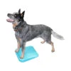 FitPAWS Balance Ramp 1 FitPAWS Balance Ramp -Hondenbenodigdheden Winkel fitpaws balance ramp 35 cm 106690 1500 none