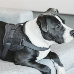 Kentucky Dogwear Hondenharnas Body Safe Wool -Hondenbenodigdheden Winkel gO0eCCPgxvGF5vDYCfNhuoTrRxIvBo metaS2VudHVja3ktRG9nd2Vhci1Ib25kZW5oYXJuYXMtQm9keS1TYWZlLVdvb2wtZ3JpanMtc2ZlZXItMi5wbmc