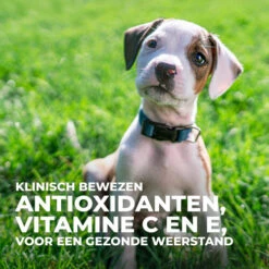 Hill's Science Plan - Large Puppy -Hondenbenodigdheden Winkel hills science plan puppy large chicken 218506 0500 none