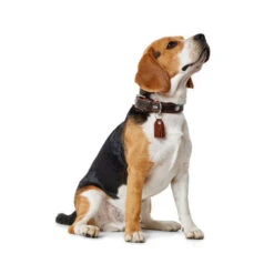 Hunter Halsband Cody -Hondenbenodigdheden Winkel hunter halsband cody 116499 0500 none