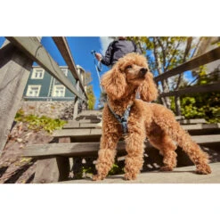 Hurtta Razzle Dazzle Y-Harness - Blackberry -Hondenbenodigdheden Winkel hurtta razzle dazzle harness blackberry 175972 2000 none