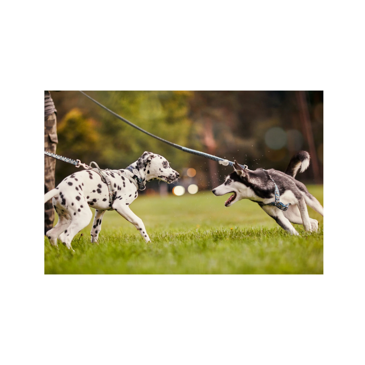 Hurtta Razzle Dazzle Y-Harness - Hedge 8 Hurtta Razzle Dazzle Y-Harness - Hedge - Afbeelding 6