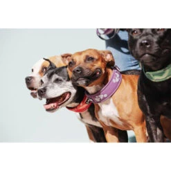 Hurtta Weekend Warrior Collar -Hondenbenodigdheden Winkel hurtta weekend warrior collar 189084 0500 none