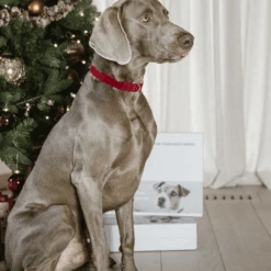 Kentucky Dogwear Corduroy Hondenhalsband -Hondenbenodigdheden Winkel kentucky dogwear corduroy hondenhalsband 219201 0500 none