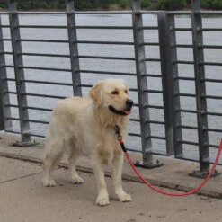 KONG Rope Leash - Zwart -Hondenbenodigdheden Winkel kong rope leash 194549 1000 none