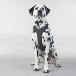 PAIKKA Visibility Harness -Hondenbenodigdheden Winkel paikka visibility harness 217809 2000 none