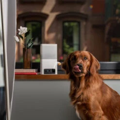 Petcube Bites 2 Lite -Hondenbenodigdheden Winkel petcube bites 2 lite 221205 0500 none