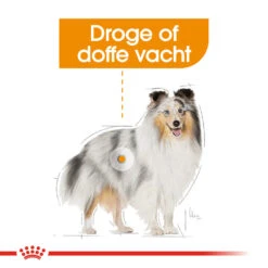 Royal Canin Coat Care Wet - Hondenvoer -Hondenbenodigdheden Winkel prod 8914 131804 1000 none