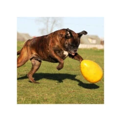 Jolly Egg -Hondenbenodigdheden Winkel product jolly egg none 4 1496839893 86965