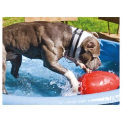 Jolly Egg -Hondenbenodigdheden Winkel product jolly egg none 4 1496839894 86968