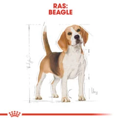 Royal Canin Beagle Adult - Hondenvoer -Hondenbenodigdheden Winkel royal canin beagle adult hondenvoer 137299 1000 none