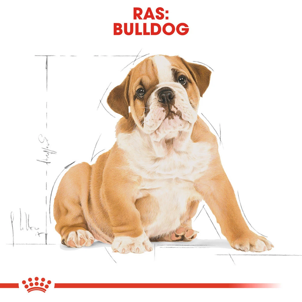 Royal Canin Bulldog Puppy - Hondenvoer 8 Royal Canin Bulldog Puppy - Hondenvoer - Afbeelding 6