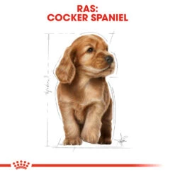 Royal Canin Cocker Puppy - Hondenvoer -Hondenbenodigdheden Winkel royal canin cocker puppy hondenvoer 138232 1000 none