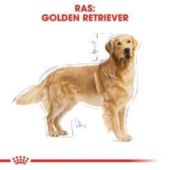 Royal Canin Golden Retriever Adult - Hondenvoer -Hondenbenodigdheden Winkel royal canin golden retriever adult hondenvoer 138877 1000 none