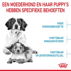 Royal Canin Medium Starter Mother & Babydog - Hondenvoer 17 Royal Canin Medium Starter Mother & Babydog - Hondenvoer -Hondenbenodigdheden Winkel royal canin medium starter mother babydog hondenvoer 206918 2000 none