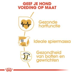 Royal Canin Rottweiler Adult - Hondenvoer -Hondenbenodigdheden Winkel royal canin rottweiler adult hondenvoer 139960 1000 none