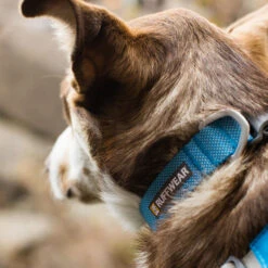 Ruffwear Hi & Light Collar -Hondenbenodigdheden Winkel ruffwear hi light collar 194261 1000 none