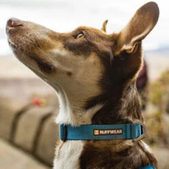 Ruffwear Hi & Light Collar -Hondenbenodigdheden Winkel ruffwear hi light collar 194264 1000 none