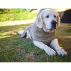 Siccaro WetDog SupremePro 2.0 -Hondenbenodigdheden Winkel siccaro wetdog supremepro 20 216998 2000 none