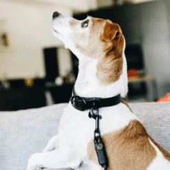 Kentucky Dogwear Soft Rubber Hondenhalsband -Hondenbenodigdheden Winkel xYDBbroub2VqCb4Mi4fLn0l80atBHb metaS2VudHVja3ktRG9nd2Vhci1Tb2Z0LVJ1YmJlci1Ib25kZW5oYWxzYmFuZC16d2FydC1zZmVlci5wbmc