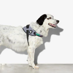 Zee.Dog FlyHarness Hondentuigje 24 Zee.Dog FlyHarness Hondentuigje -Hondenbenodigdheden Winkel zeedog flyharness hondentuigje 221592 1000 none