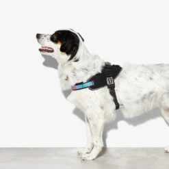 Zee.Dog FlyHarness Hondentuigje 27 Zee.Dog FlyHarness Hondentuigje -Hondenbenodigdheden Winkel zeedog flyharness hondentuigje 221595 1000 none