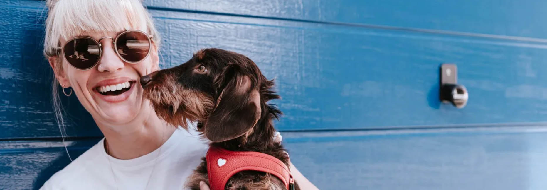 Hondenbenodigdheden Winkel -Hondenbenodigdheden Winkel sedfer